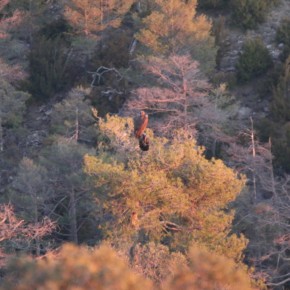 Una pareja de buitre negro, al atardecer en su nido sobre un gran pino de la Reserva de Boumort