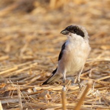 Lesser Grey Shrike Conservation. 2018 season
