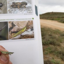Estudi d’insectes a les finques en custòdia