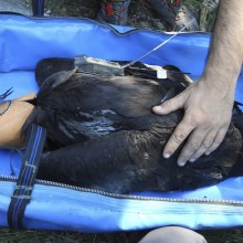 Already banded the five chicks of Black Vulture born this season in the Catalan Pyrenees