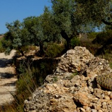 The Hermann’s Tortoise breeds again a Les Garrigues!