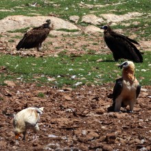 La conservación de aves carroñeras también aporta beneficios a la economía local