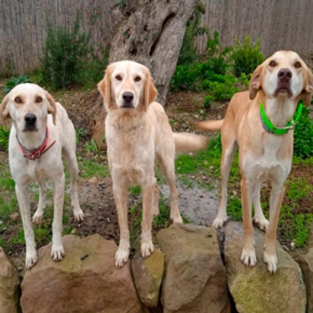 Canine Team for Conservation