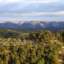 Mountain olive grove and biodiversity