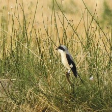 Summary of the season 2017 Lesser Grey Shrike 2017