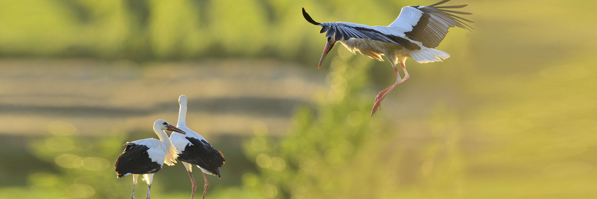 Action and conservation plan for the White Stork