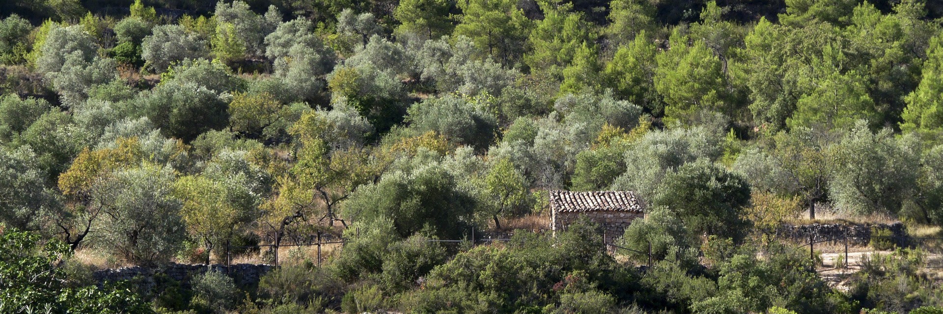 Olive groves and biodiversity in Les Garrigues (Lleida)