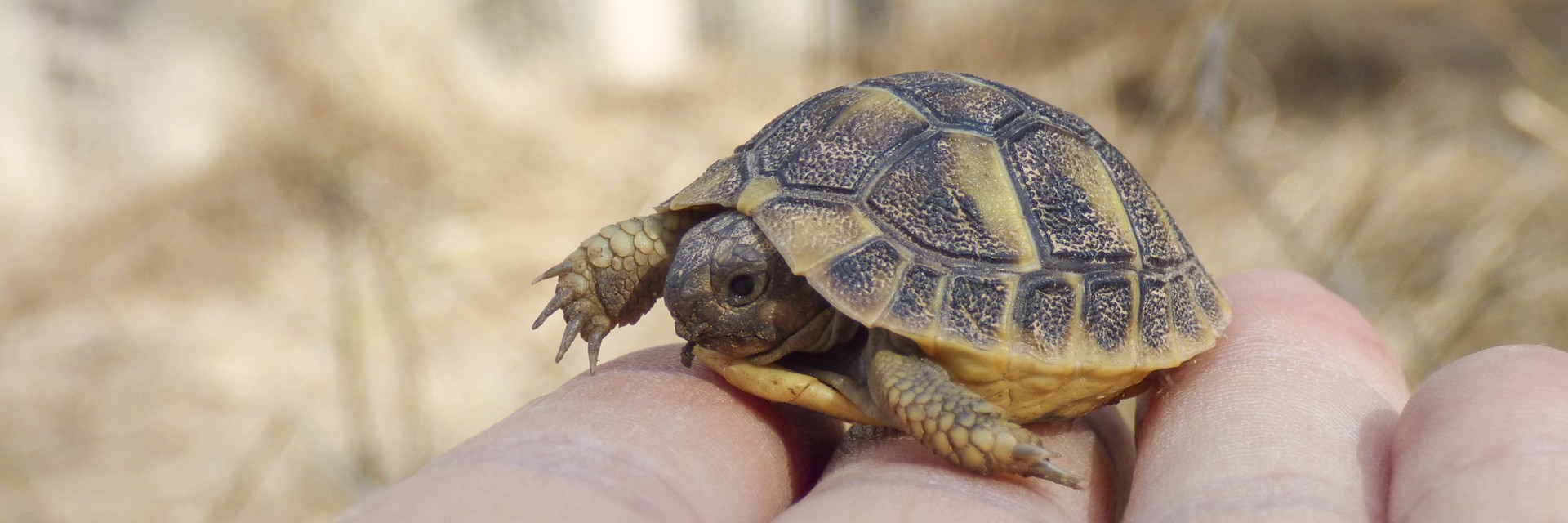 Reserva genética y cría en semi libertad de tortuga mediterránea