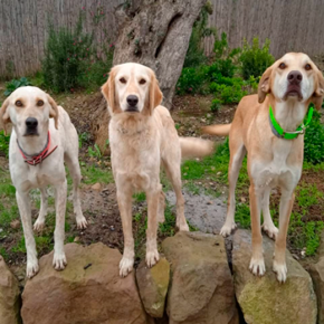 Equipo Canino para la Conservación