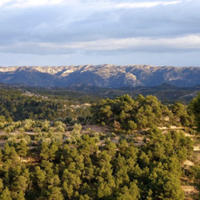 Olivar de Montaña y biodiversidad