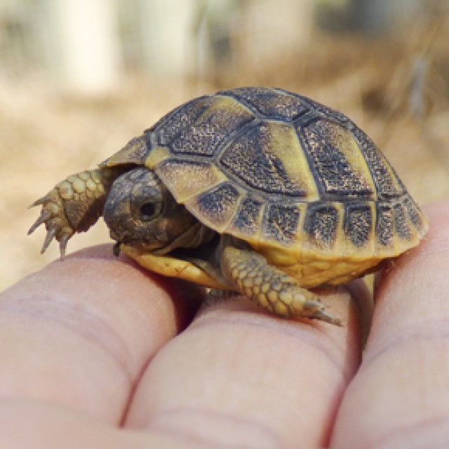 Hermann’s Tortoise