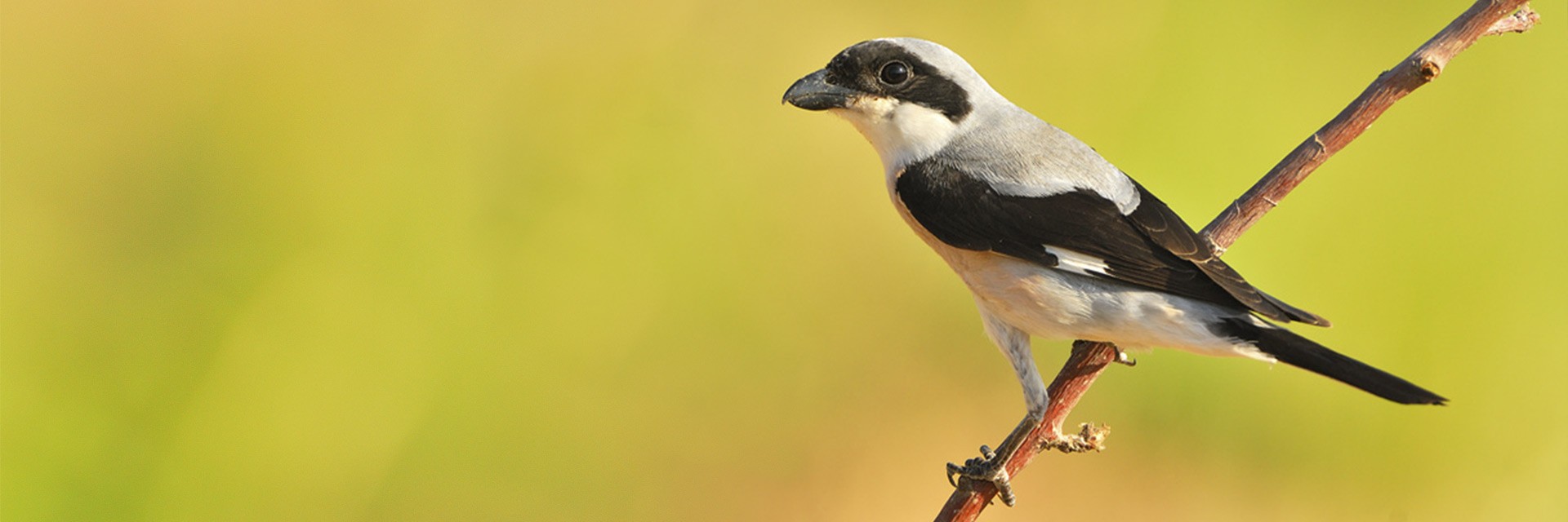 The Lesser Grey Shrike, a species of near-extinction in the Iberian Peninsula