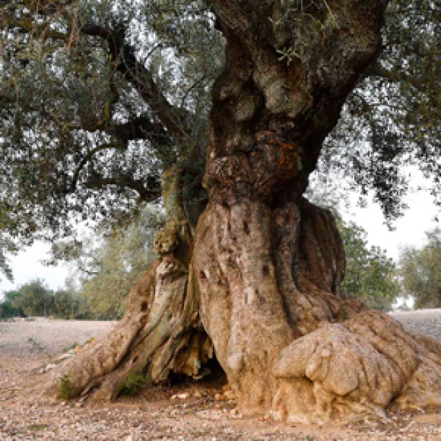 Oliveres Monumentals