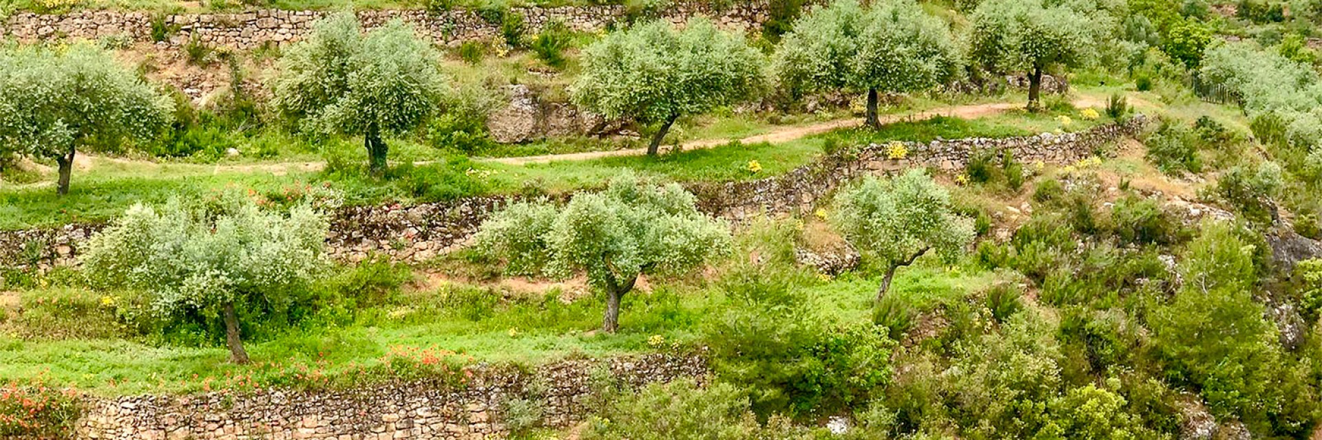 Oliveres Monumentals