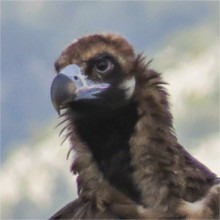 Black Vulture