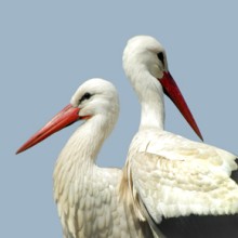 White Stork