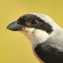 The Lesser Grey Shrike