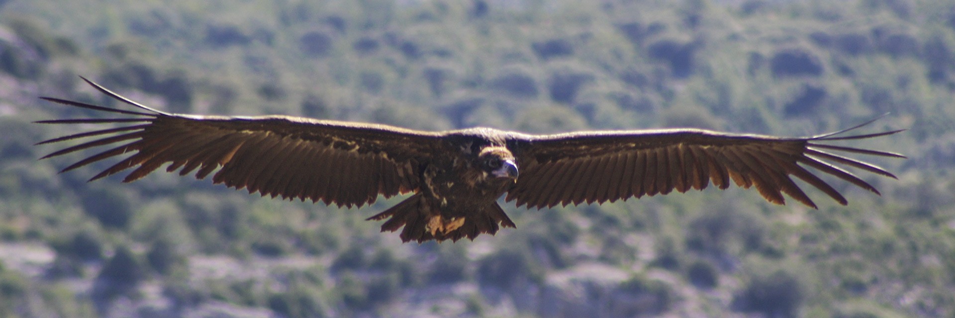 Reintroducció del voltor negre als Pirineus